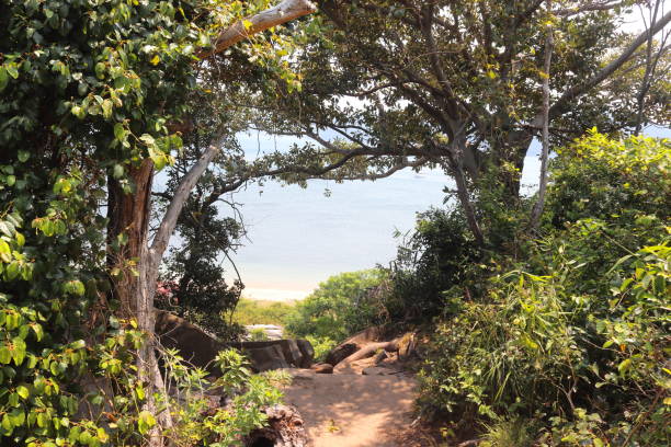 istock Tropical trees and flowers with sea views 1191274969