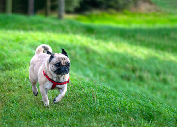 istock young fawn pug enjoying a walk 1191275368