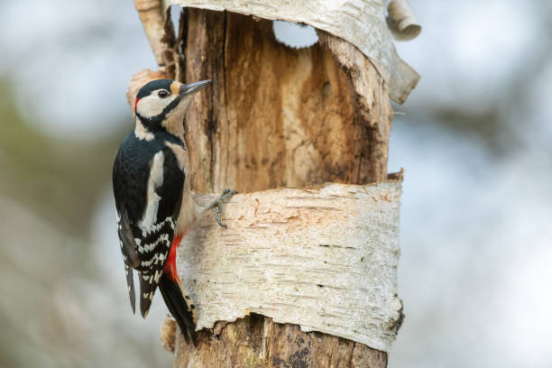 istock Male great spotted woodpecker 1191276124