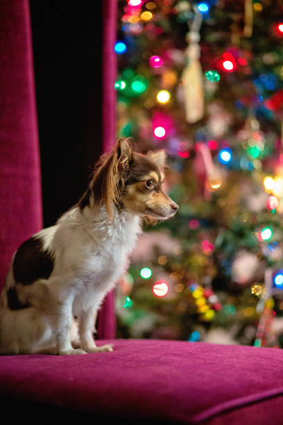 istock Christmas Chihuahua 1191277506