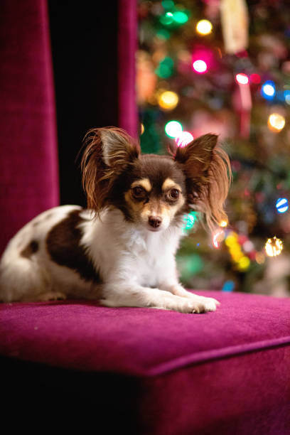 istock Christmas Chihuahua 1191277602