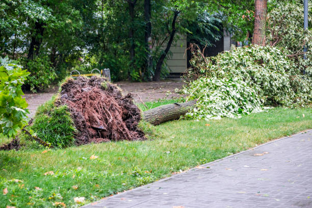 istock Storm damage. Fallen tree after a storm. Tornado storm damage causes a large mature tree to be broken and fell on the ground. 1191277756