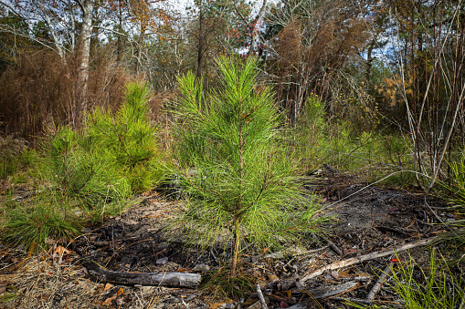 Regenerating loblolly pine forest devastated by the Southern pine beetle along the Virginia USA coast. Known as Pinus taeda it is one of several pines native to the Southeastern United States.