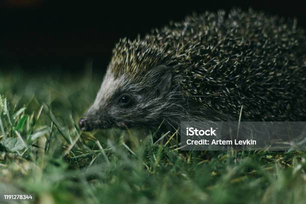 Hedgehog In The Grass At Night Stock Photo - Download Image Now - Animal Wildlife, Beauty, Copy Space