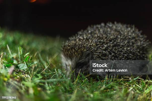 Hedgehog In The Grass At Night Stock Photo - Download Image Now - Animal Wildlife, Beauty, Copy Space