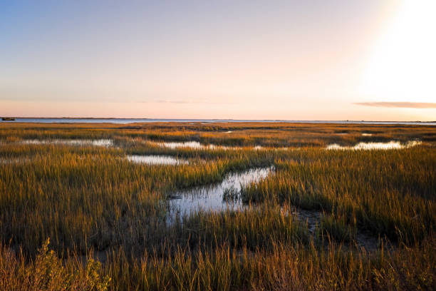 Saltmarsh on the Virginia coast in USA in the golden sun at sunset. Saltmarsh on the Virginia coast in USA in the golden sun at sunset.  Known as a coastal salt marsh or tidal marsh it is located between land and brackish water that is regularly flooded by the tides. brackish water stock pictures, royalty-free photos & images