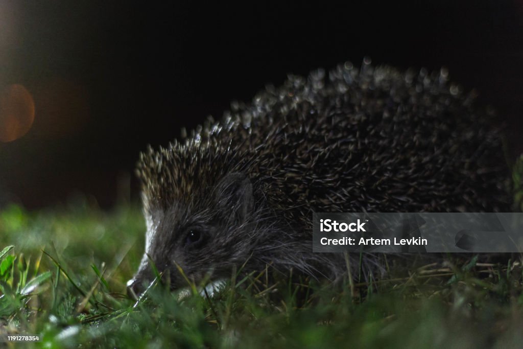 hedgehog in the grass at night Animal Wildlife Stock Photo