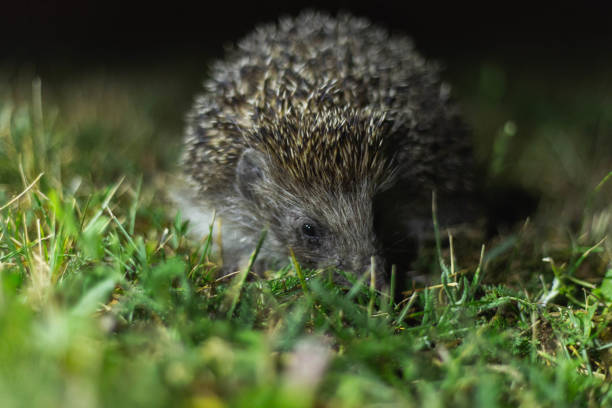 istock hedgehog in the grass at night 1191278372
