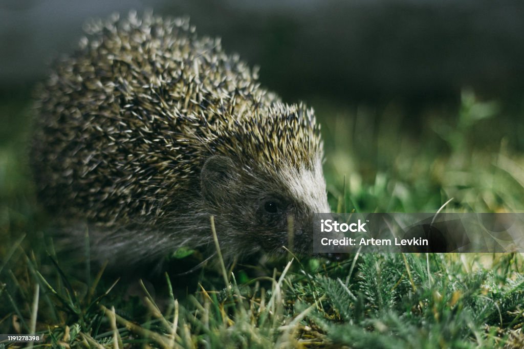 hedgehog in the grass at night Hedgehog Stock Photo