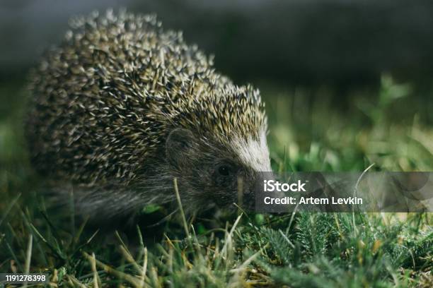 Hedgehog In The Grass At Night Stock Photo - Download Image Now - Hedgehog, Night, UK