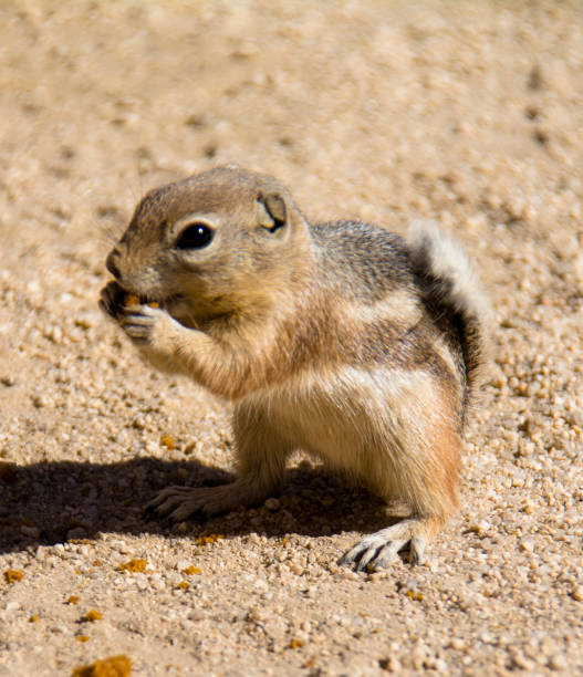 istock Mojave Ground Squirrel Xerospermophylis Mohavensis 1191279636
