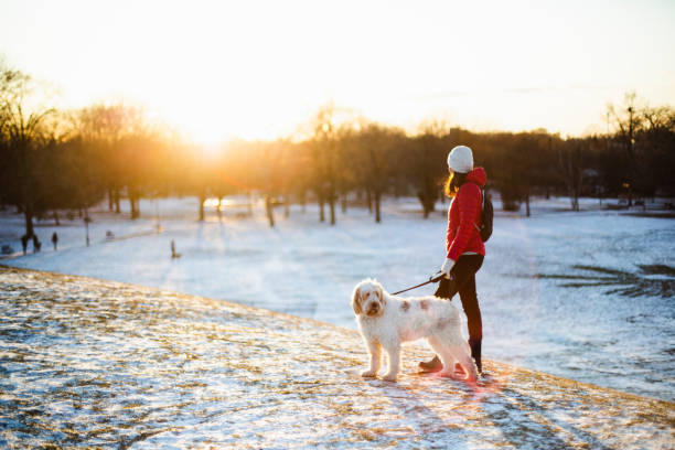 frau mit ihrem hund bei sonnenuntergang - snow walking stock-fotos und bilder