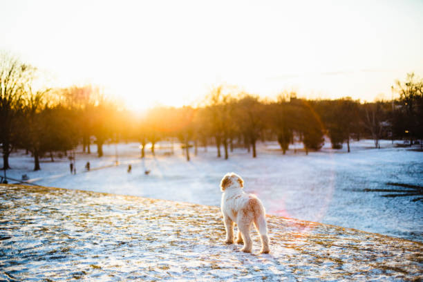 dog, landscape, Montreal, winter, sunset