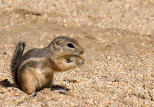 Mojave Ground Squirrel, Xerospermophylis mohavensis, forages for food among the quartz monzonite boulders and sands of the Mojave Desert in California