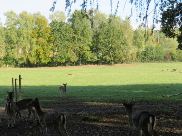 istock deer in the enclosure in the wild park 1191281224