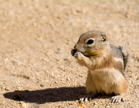 Mojave Ground Squirrel, Xerospermophylis mohavensis, forages for food among the quartz monzonite boulders and sands of the Mojave Desert in California