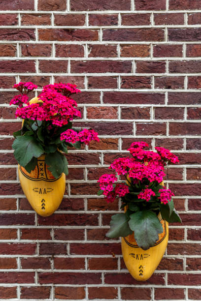 istock flowers in the shose 1191283724