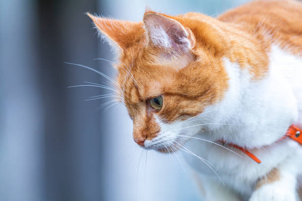 istock Cat that sees a threat is preparing for a jump, a cat's emotions close up 1191283780