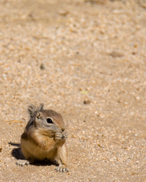 istock Mojave Ground Squirrel Xerospermophylis Mohavensis 1191284082