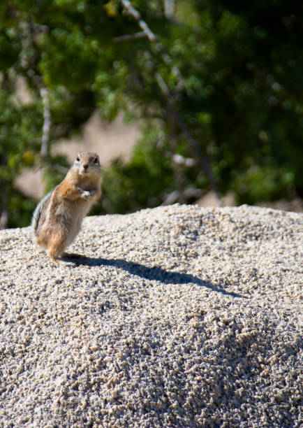 istock Mojave Ground Squirrel Xerospermophylis Mohavensis 1191285071