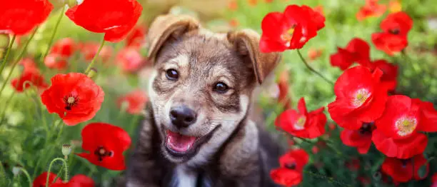 cute brown puppy among bright red flowers poppies on a summer Sunny meadow