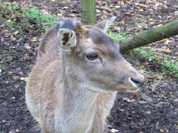 istock roe deer in the woods and in the meadow 1191286526
