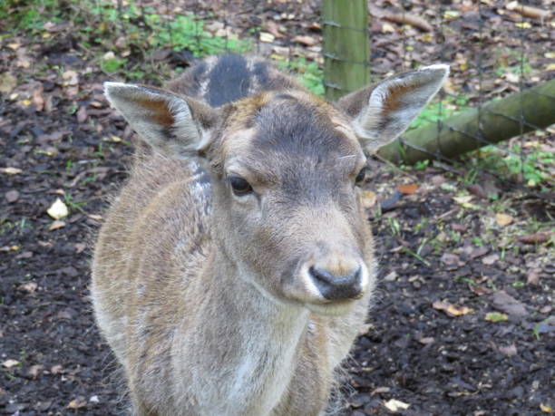 istock roe deer in the woods and in the meadow 1191286708