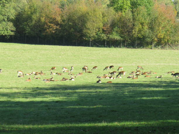 istock roe deer in the woods and in the meadow 1191287153