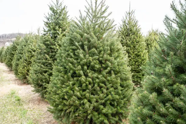 Rows of douglas fir Christmas trees at local Christmas tree farm.