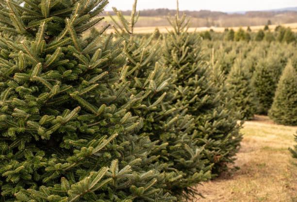 istock Rows of Christmas trees on tree farm 1191288651