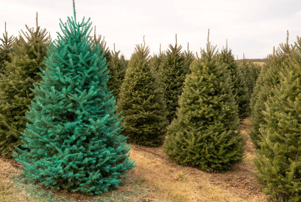 istock Green painted Christmas tree in field 1191288680