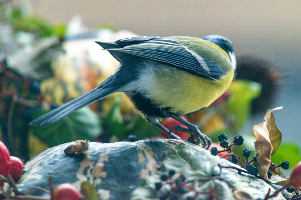 istock titmouse on an autumn decoration 1191289494