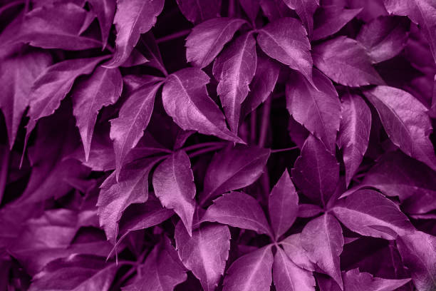 istock Background of grape creeper ivy plant growing on a wall 1191290940