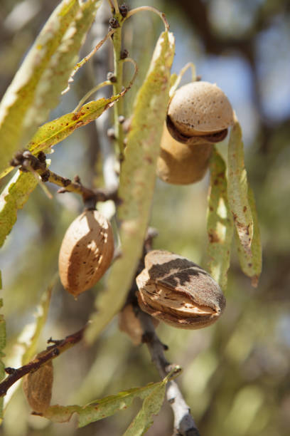 istock Mature almond nut fruit on the branch 1191291199
