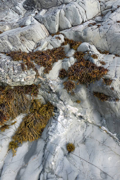 istock Bladder wrack seaweed growing on rocky shore and visible at low tide 1191292006