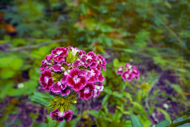 istock Wild carnation flowers on a blurry green background close-up. 1191292583