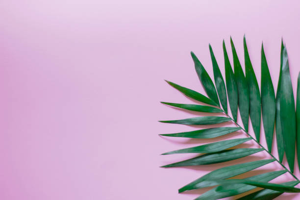 istock Tropical palm leaves frame on pink background. flat lay 1191292750