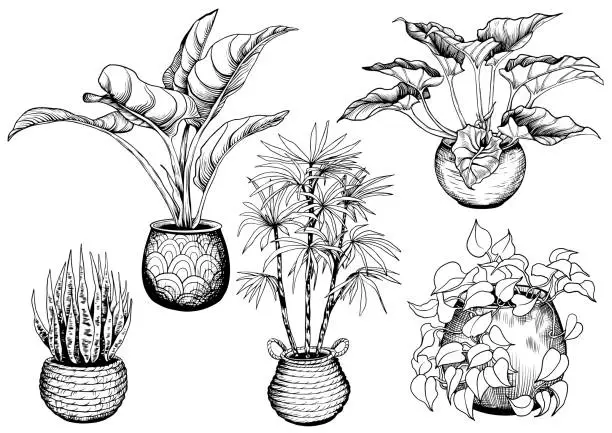 Vector illustration of Set of exotic house plants.