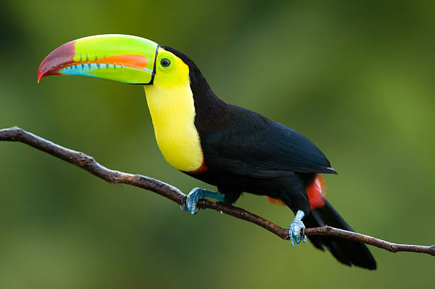 tucano-de-bico-quilha - tucano de bico chato - fotografias e filmes do acervo