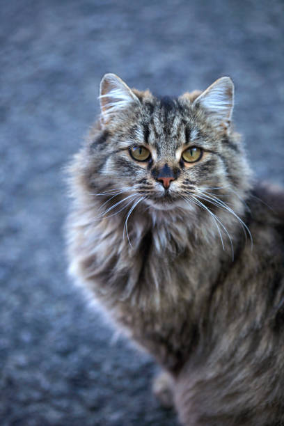 istock portrait of fluffy wild cat 1191294008