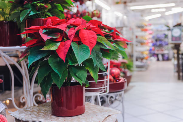 рождественский цветок или пуансеттия на стуле в магазине растений - flower head poinsettia euphorbiaceae leaf стоковые фото и изображения