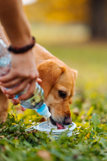Dog drinking water in the park stock photo