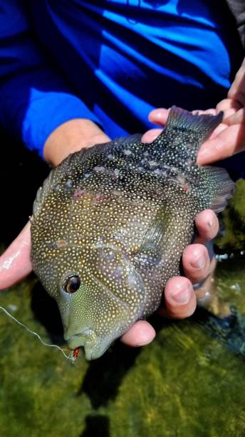 istock Rio Grande Cichlid 1191303481