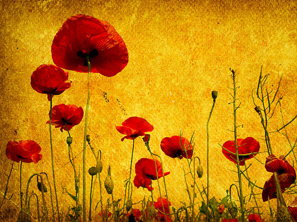 istock grunge poppies background 119130486