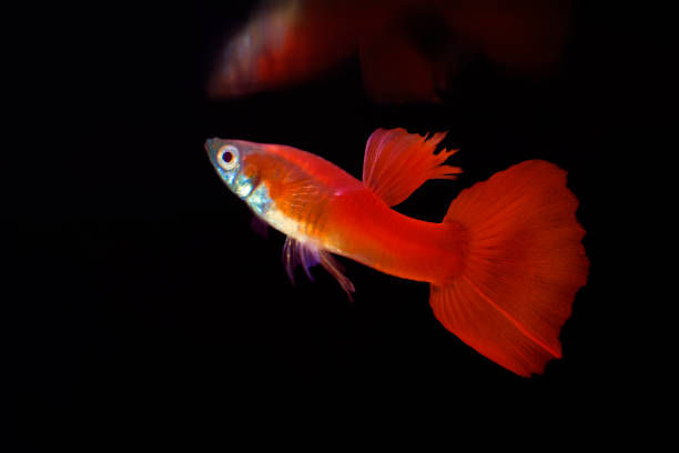 istock albino full red guppy 1191307835