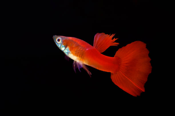 istock albino full red guppy 1191307844