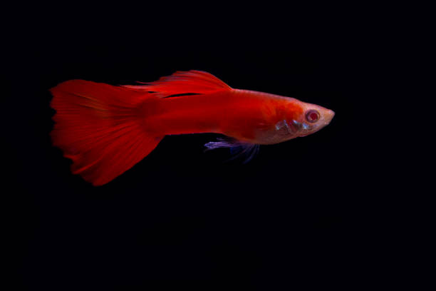 istock albino full red guppy 1191307859