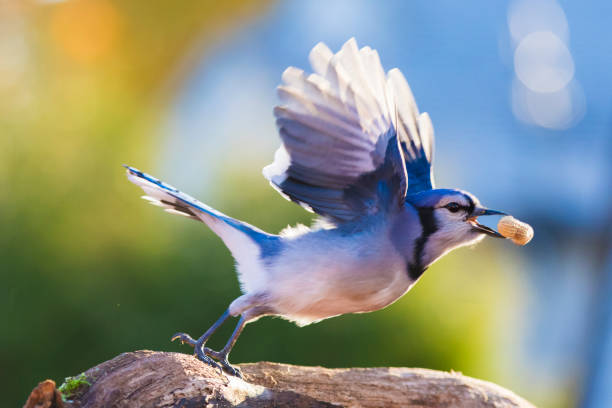 Blue jay in fall Blue jay in fall colors eurasian jay photos stock pictures, royalty-free photos & images