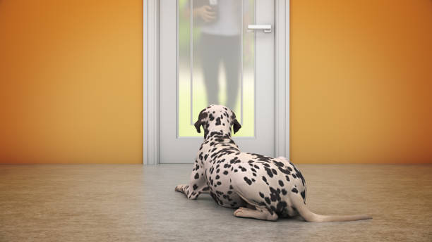 istock Dog Waiting By Front Door. 3d rendering 1191308047