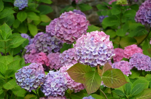 istock hydrangea at the lake district, Lakeland, England 1191310624